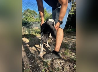 Amleto - ein Freund!