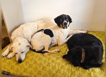 Dalton - Zeit endlich zur Ruhe zu kommen