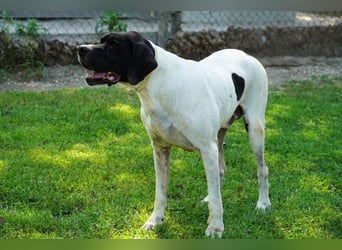 Amleto - ein Freund!