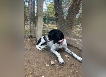 Lola - Dalmatiner x Gazelle = Pointer Lola