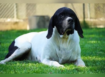 Amleto - ein Freund!