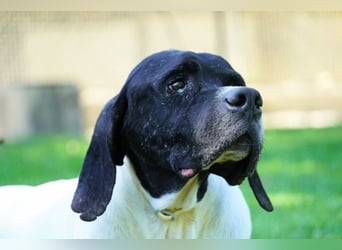 Amleto - ein Freund!