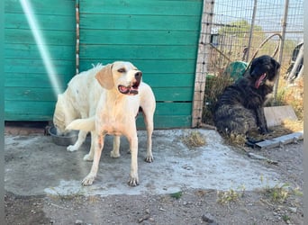 Remo – Pointer Mischling auf der Suche nach seinem Glück