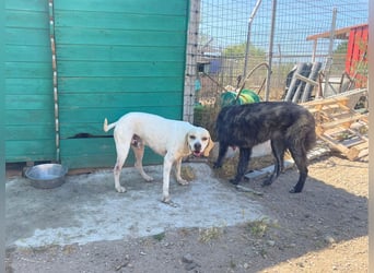 Remo – Pointer Mischling auf der Suche nach seinem Glück