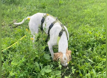 Remo – Pointer Mischling auf der Suche nach seinem Glück