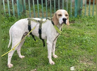 Remo – Pointer Mischling auf der Suche nach seinem Glück