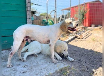 Remo – Pointer Mischling auf der Suche nach seinem Glück