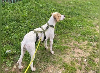 Remo – Pointer Mischling auf der Suche nach seinem Glück