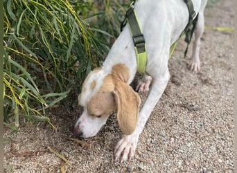 Remo – Pointer Mischling auf der Suche nach seinem Glück