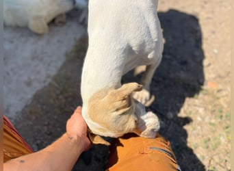 Remo – Pointer Mischling auf der Suche nach seinem Glück