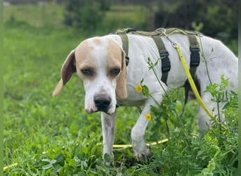 Remo – Pointer Mischling auf der Suche nach seinem Glück