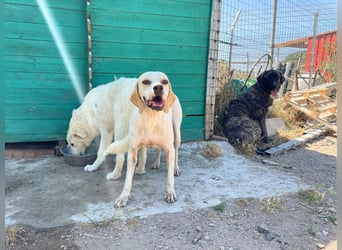 Remo – Pointer Mischling auf der Suche nach seinem Glück
