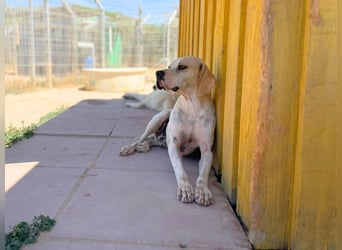 Remo – Pointer Mischling auf der Suche nach seinem Glück