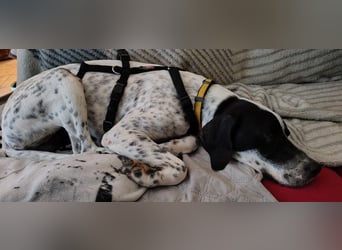 Bubis sucht ein Zuhause