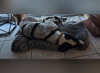 Bubis sucht ein Zuhause