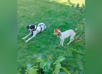 Bubis sucht ein Zuhause