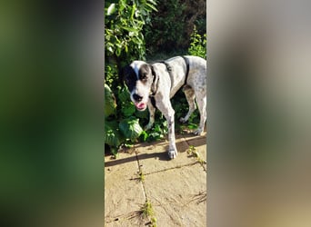 Bubis sucht ein Zuhause