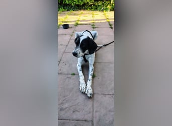 Bubis sucht ein Zuhause