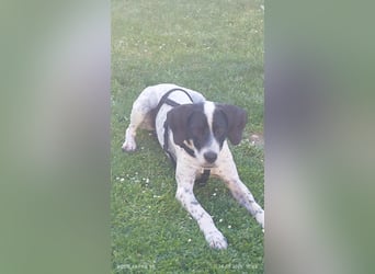 Bubis sucht ein Zuhause