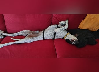 Bubis sucht ein Zuhause