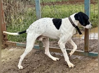 Sanfter Stefano sucht Familienanschluss