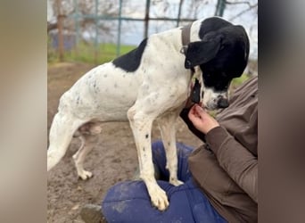 Sanfter Stefano sucht Familienanschluss