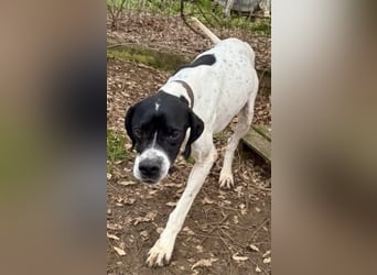 Sanfter Stefano sucht Familienanschluss