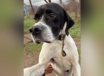 Sanfter Stefano sucht Familienanschluss