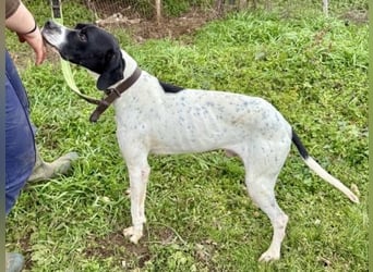 Sanfter Stefano sucht Familienanschluss