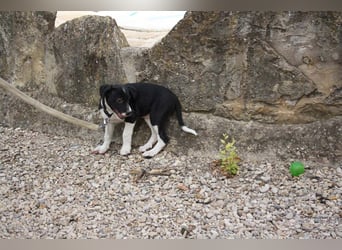 Wunderschöne DENIA sucht liebevolles Für-immer-Zuhause