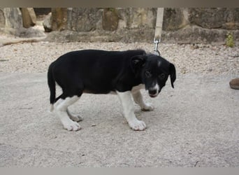 Wunderschöne DENIA sucht liebevolles Für-immer-Zuhause