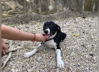 Wunderschöne DENIA sucht liebevolles Für-immer-Zuhause