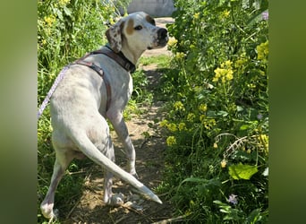 Rico: wunderschöner Pointer
