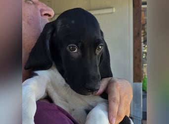 Ganinede: kleiner Fratz sucht Kuschelplatz