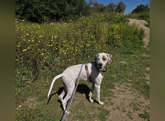 Rico: wunderschöner Pointer