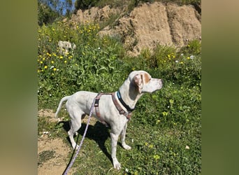 Rico: wunderschöner Pointer