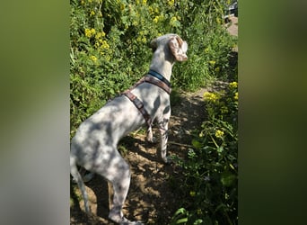 Rico: wunderschöner Pointer