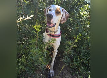 Rico: wunderschöner Pointer
