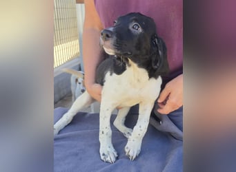 Gandolfo: kleiner Fratz sucht Kuschelplatz
