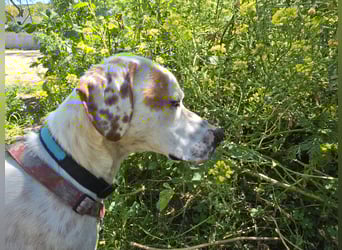 Rico: wunderschöner Pointer