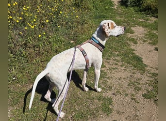 Rico: wunderschöner Pointer