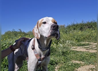 Rico: wunderschöner Pointer