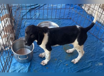 Gandolfo: kleiner Fratz sucht Kuschelplatz