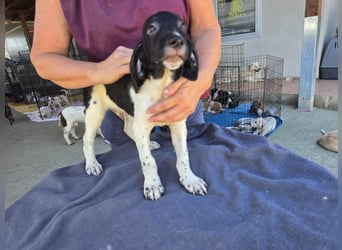 Gandolfo: kleiner Fratz sucht Kuschelplatz