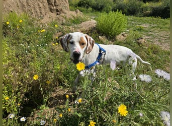 Rico: wunderschöner Pointer