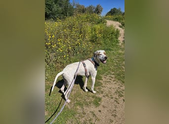 Rico: wunderschöner Pointer