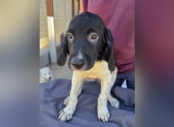 Gandolfo: kleiner Fratz sucht Kuschelplatz