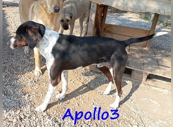 Apollo3 geb. 02/2020 (in Deutschland) - ausgeglichener, hübscher Pointer Mix!