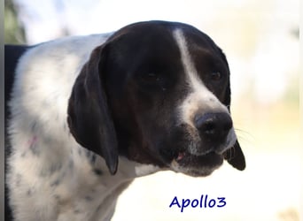 Apollo3 geb. 02/2020 (in Deutschland) - ausgeglichener, hübscher Pointer Mix!