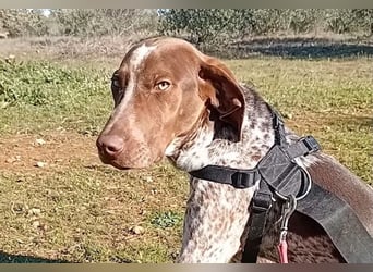 MERLIN-sanft, freundlich, sensibel, liebevoll auf der Suche nach seinem liebevollen Zuhause